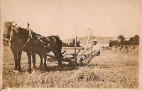 Fotografie ze sbírky Ivana Štěpky o historii Točné (záběry z polí kolem Točné)