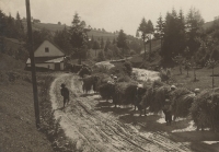 Treasure from the attic - German women walking from a field with a load of hay on their backs, Králíky, 1920s