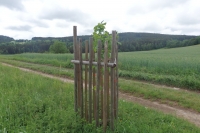 Josef Serinek's oak, in the vicinity of Spělkov village, about 2020 or 2021.