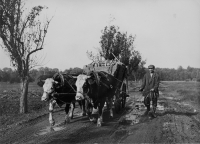 Otec pamětnice Josef Oharek byl rolník, asi 1953