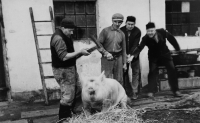 Zabijačka. Otec pamětnice druhý zleva, asi 1957