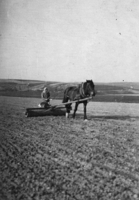 Monika Ruská's grandmother Ludvina Theuerová rolls the newly sown seeds / the 30s