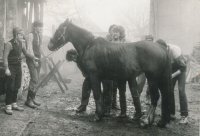 Jana Ševčíková, author of the student documentary Piemule, tries brushing a horse, Rovensko, early 1980s