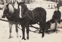 Antonín Konečný with horses in 1979