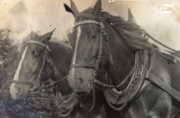 Two horses belonging to the Vycpálek's farm in Ondřejov