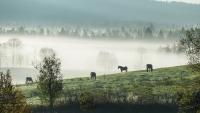 A photograph from the Šumava Odyssey series