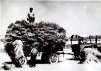 Straw collection during one of the harvests (above Vladimír Gut, his father is loading)