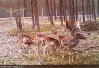 Zoo with fallow deer in the Sofronka Arboretum