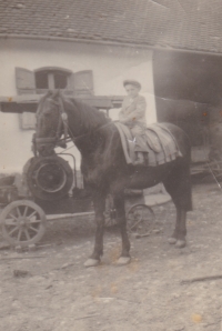 A stallion named Dubi and Alois Bradáč, about six years old, perched on him, photographed in the yard of the Bradáč farm. The stallion's neighing on the fateful night of the deportation of families from Gerník (June 1951) was also remembered by P. Václav Mašek, Gerník, late 1940s