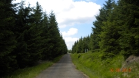 Spruces that grew on bare areas after foresters removed dead trees in the 1980s