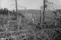 Calamity on the Krkonoše Kobyla. Rezek Forest, first half of the 1980s