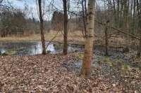 Flooded pits after clay mining near the brickyard where the Bensch family lived