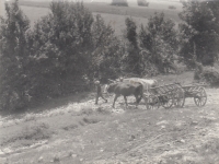 With cows on the way for hay, St. Helena, undated