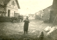 Václav Sobotka feeding hens in Bolehošt'ská Lhota 24 April 1945