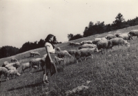 Ludmila Krystyníková, nee. Bartošková herding sheep, Třemešek, 1956