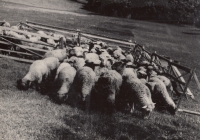 Sheep of the Bartosek family, Třemešek, 1950s