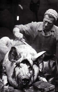 The Hamiltony Pig-killing / circa 1967