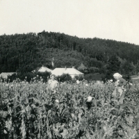 Fields over Přerovec in the 1950s, pictured from right: Antonie Tichopádová's mother Anežka Šihorová, aunt Marie Tkačiková and Ruthenian Anastazia Gracová from Zhytomyr during farm work