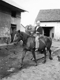 One of the horses from the Kubný´s breeding mare in Kobierzyce / Ewald Kubná relative 