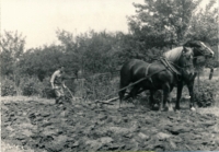 Za pluhem u rodného domu, 1970