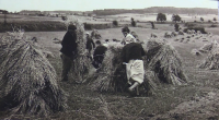 Rodina Pospíchalových na poli, zřejmě 50. léta