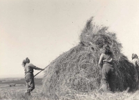 Elizabeth Bych's mother at work in JZD (Unified agriculture cooperative) 