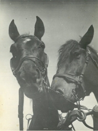 Gita a Frajerka, koně Basařových, Prosečné, asi 1960