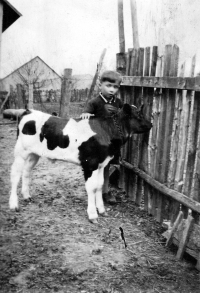 Karel Matuska with a calf