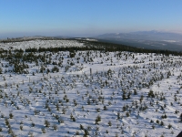 Mladé porosty na vrcholu Smrku, Jizerské hory, rok 2000