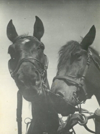 Gita a Frajerka, koně Basařových, Prosečné, asi 1960