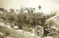 Chasa jede na dožínky, Prosečné, asi 1955