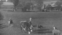 Ludvík and cows